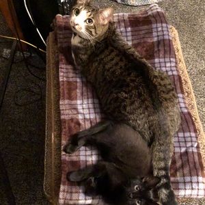 Meet your Posher, Veronica